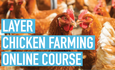Layer Chicken Farming